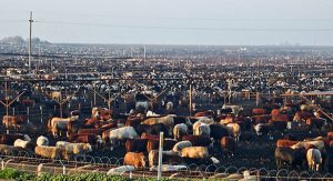 nasty-congested-feedlot-of-cows