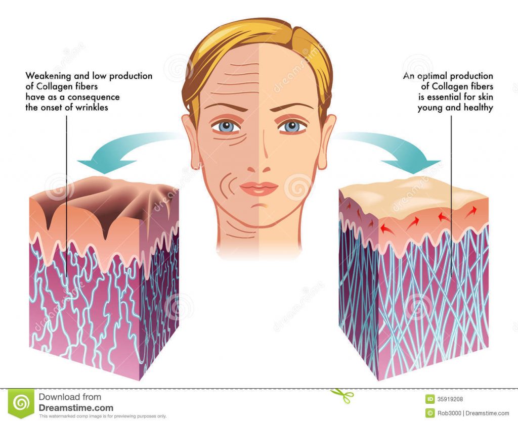 collagen-medical-illustration-role-process-skin-regeneration-35919208